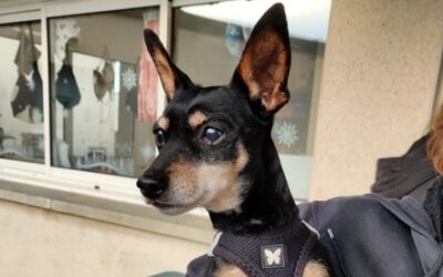 JOKI ❤️🩹 (OPÉRATION DOYEN)