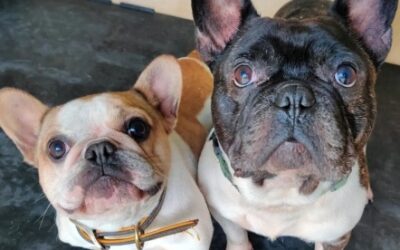 NALA & TCHOUPI (INSÉPARABLES)