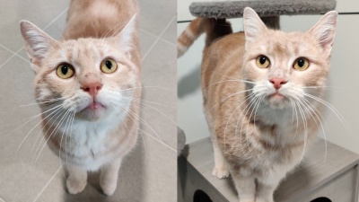 CAFÉ CRÈME & THÉ AU LAIT (INSÉPARABLES !) – Réservés