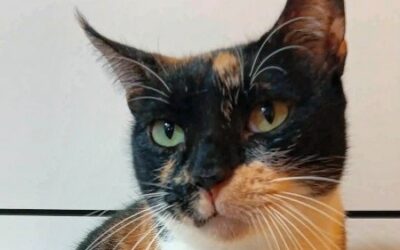 CARAMEL – Réservée