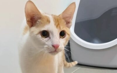 DEIMOS – Réservé