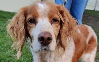 HALLY – OPÉRATION DOYEN