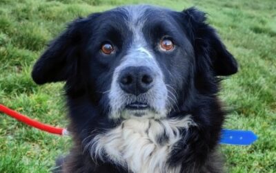 LAZARE – OPÉRATION DOYEN – Réservé