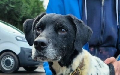 MICHOU (OPÉRATION DOYEN)