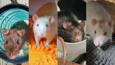 NOS RATS