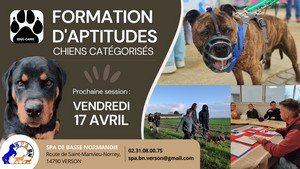 Formation d’aptitude à la détention de chiens de 1ère et 2ème catégorie