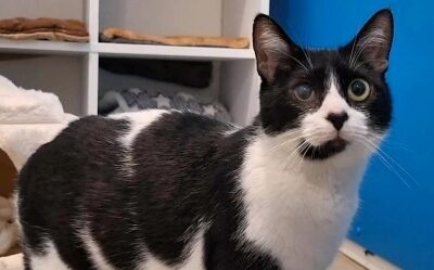 LINCOLN (EN SAUVETAGE) – Réservé