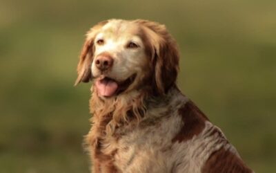 LUCIEN (OPÉRATION DOYEN)