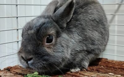 PETIT POTE – Réservé