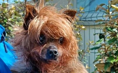 PTIT FILOU (OPÉRATION DOYEN)