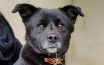 ALVIDA – Réservée