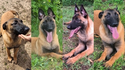 4 CHIOTS