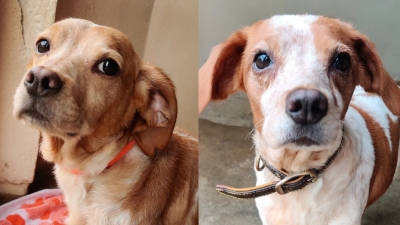DONA & TCHOUPI (INSÉPARABLES !)