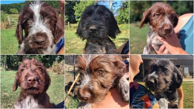 6 CHIOTS